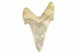 Serrated Sokolovi (Auriculatus) Shark Tooth - Dakhla, Morocco #249401-1